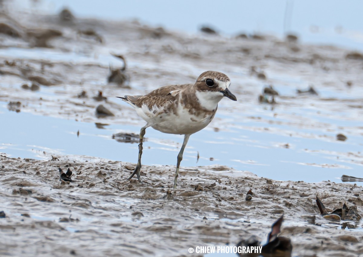 Siberian Sand-Plover - ML645979123