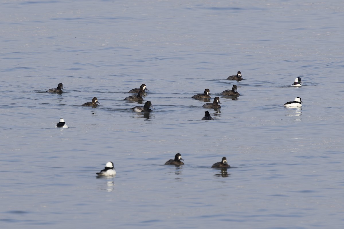 Морская чернеть - ML645979126