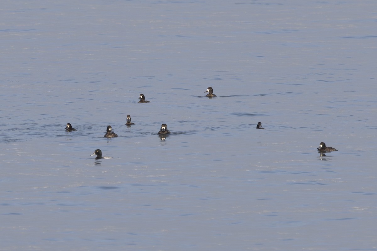 Морская чернеть - ML645979127