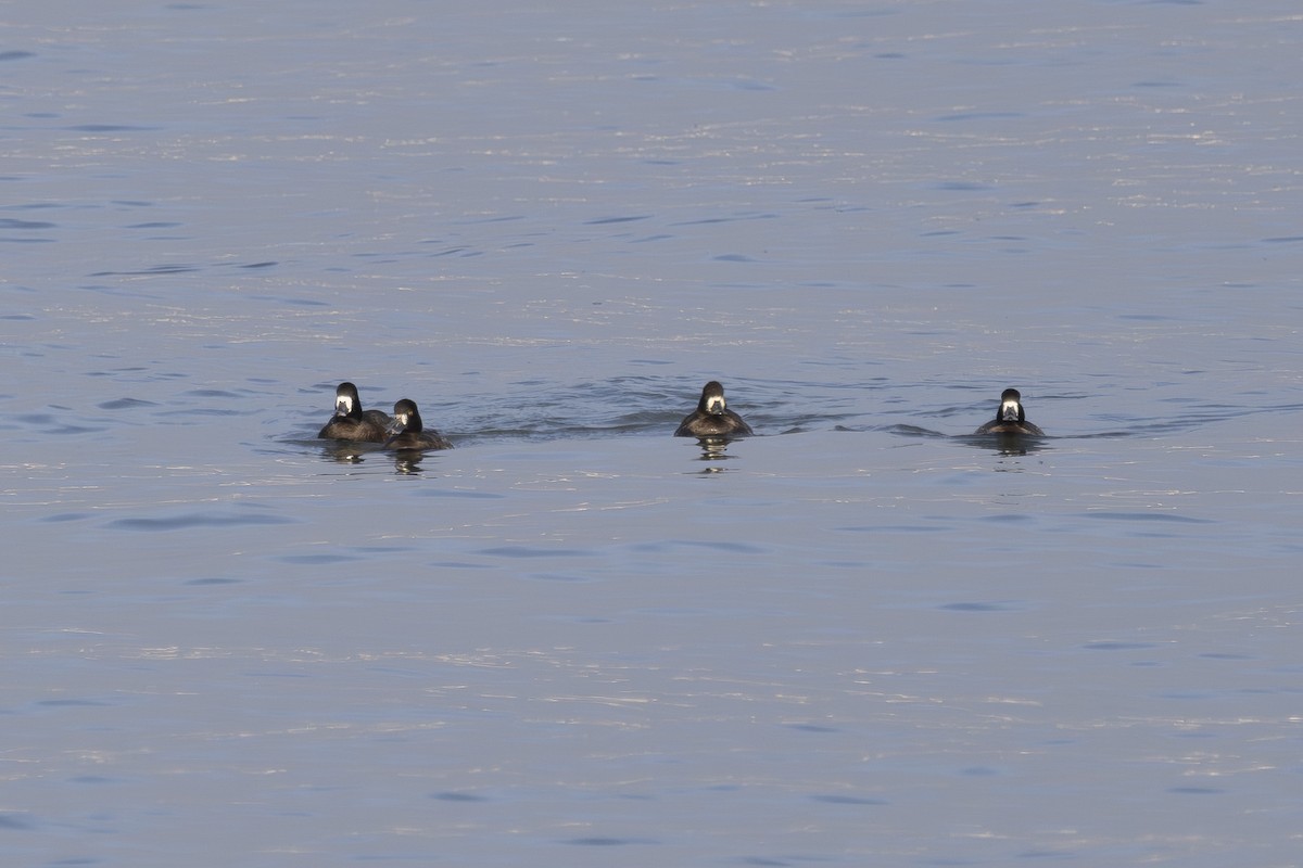 Морская чернеть - ML645979128