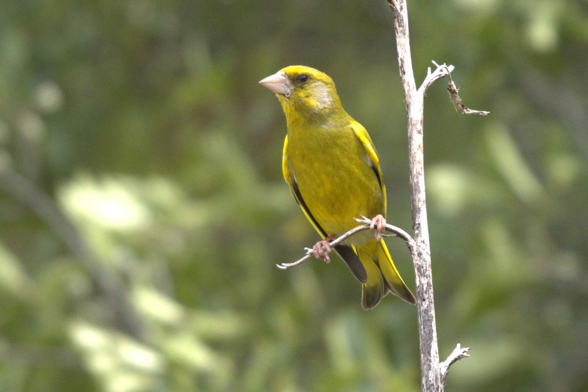 European Greenfinch - ML645979134