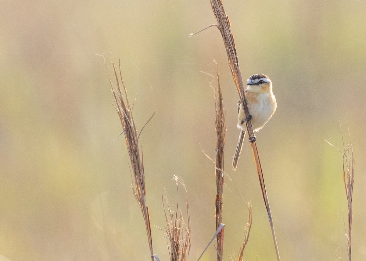 Sharp-tailed Tyrant - ML645979136