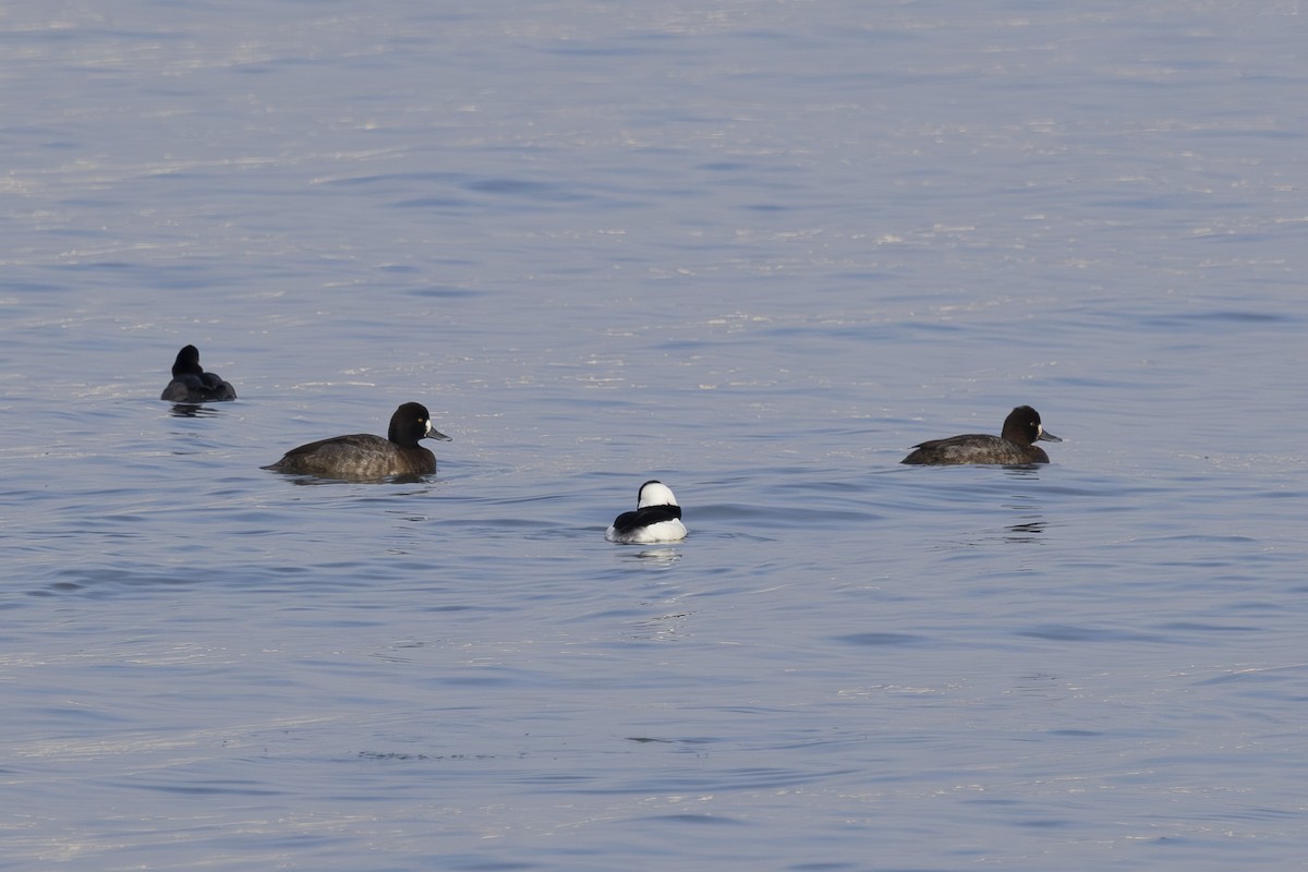 Lesser Scaup - ML645979137