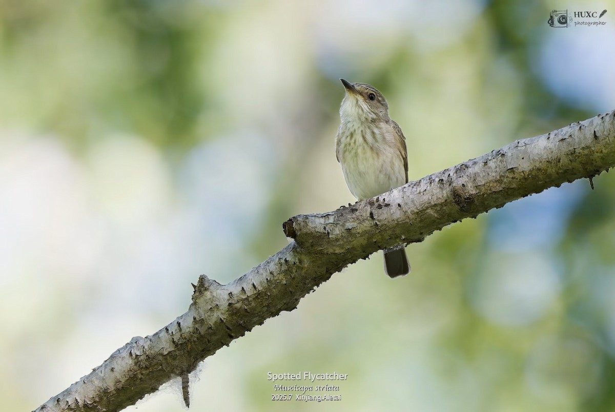 Spotted Flycatcher - ML645979139
