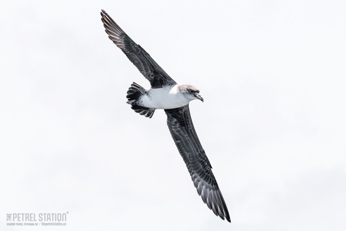 Gray Petrel - ML645979148