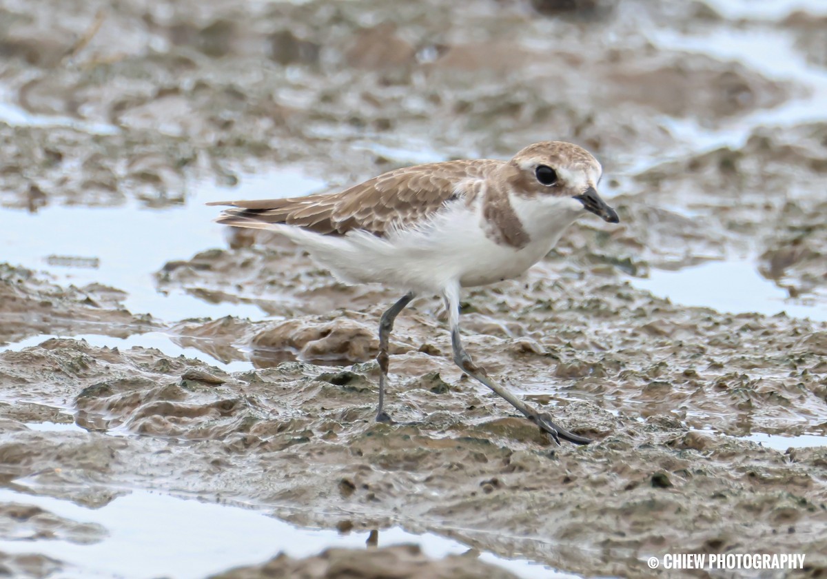 Tibet Cılıbıtı - ML645979153