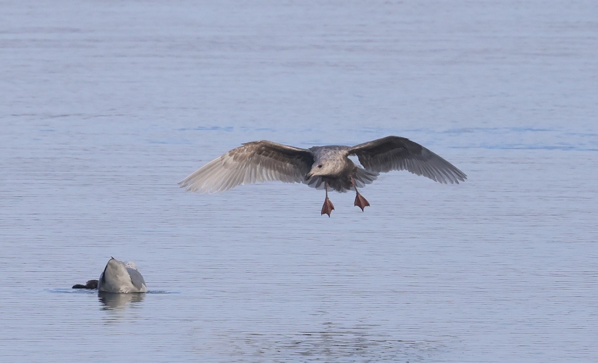 American Herring Gull - ML645979157