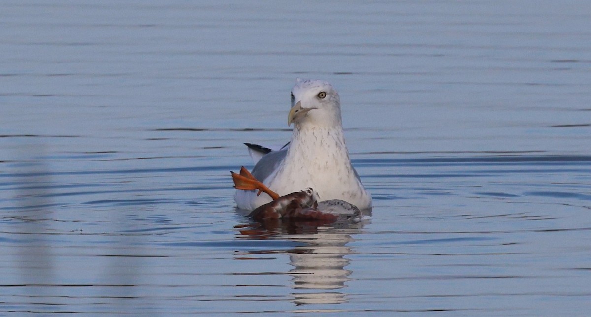 American Herring Gull - ML645979158