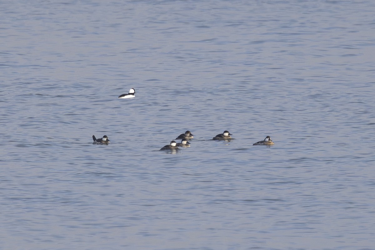 Schwarzkopf-Ruderente - ML645979162