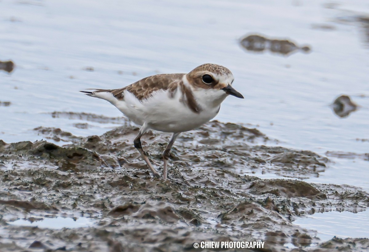 Kentish Plover - ML645979163