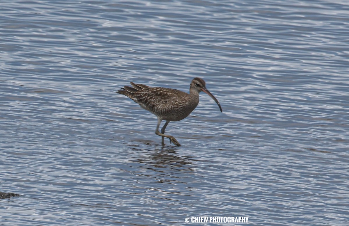Eurasian Whimbrel - ML645979166