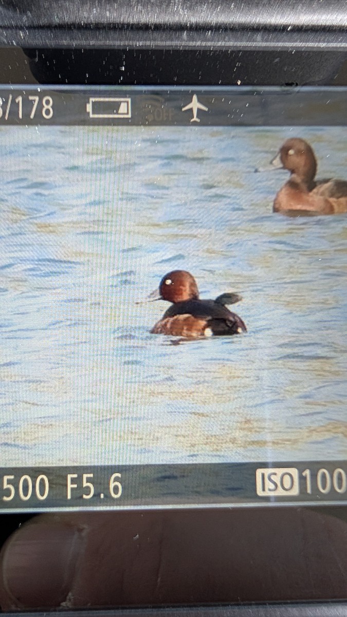 Ferruginous Duck - ML645979168