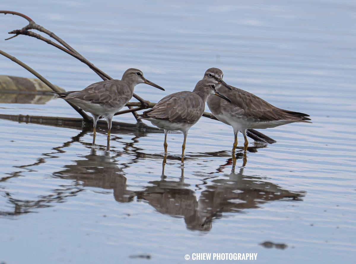 Chevalier de Sibérie - ML645979169