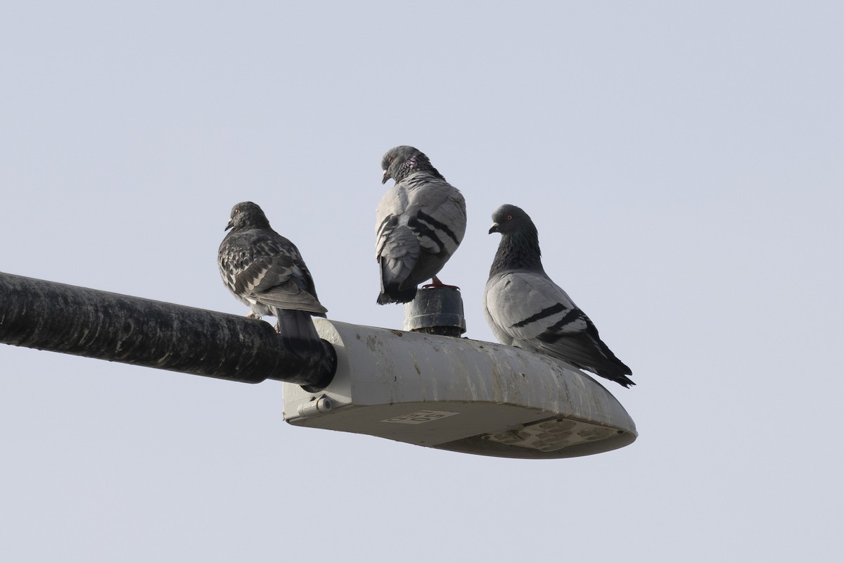 Haitz-usoa (etxekoa) - ML645979170