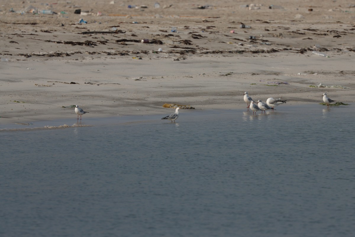 Slender-billed Gull - ML645979175
