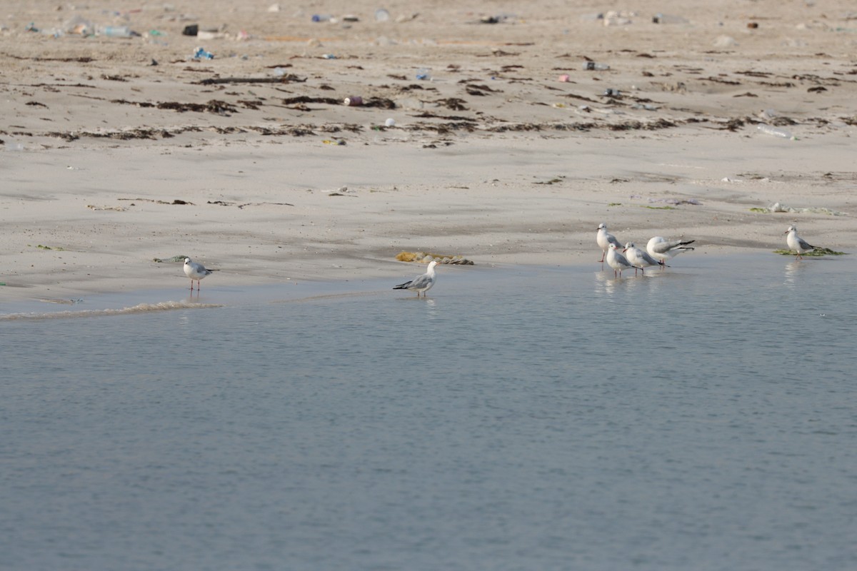 Slender-billed Gull - ML645979176