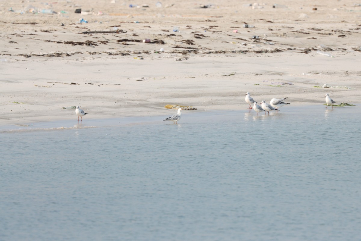 Slender-billed Gull - ML645979177