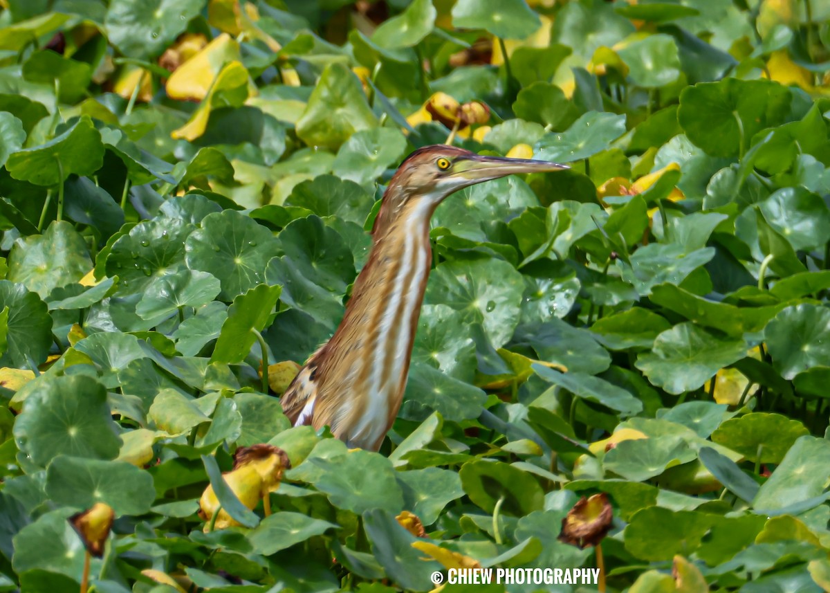 Yellow Bittern - ML645979178
