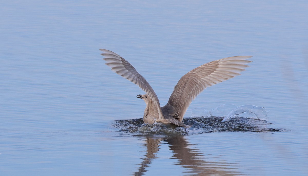 American Herring Gull - ML645979181