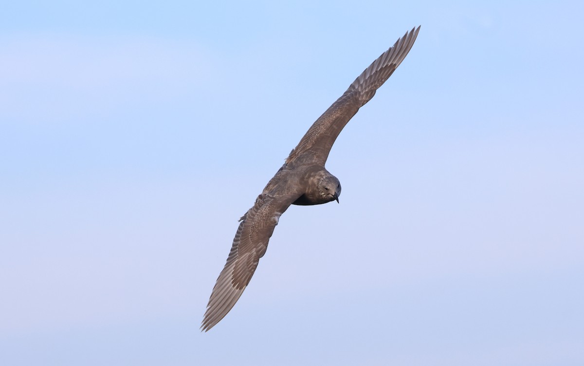 American Herring Gull - ML645979182