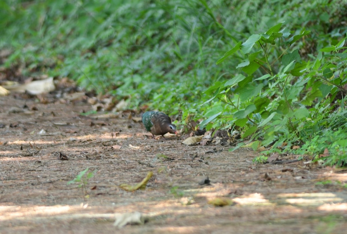 Asian Emerald Dove - ML645979185