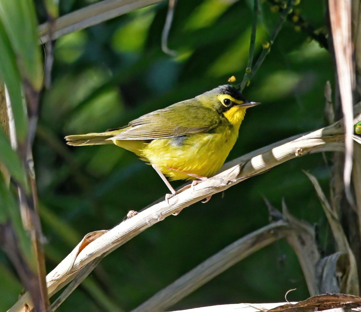 Kentucky Warbler - ML645979187