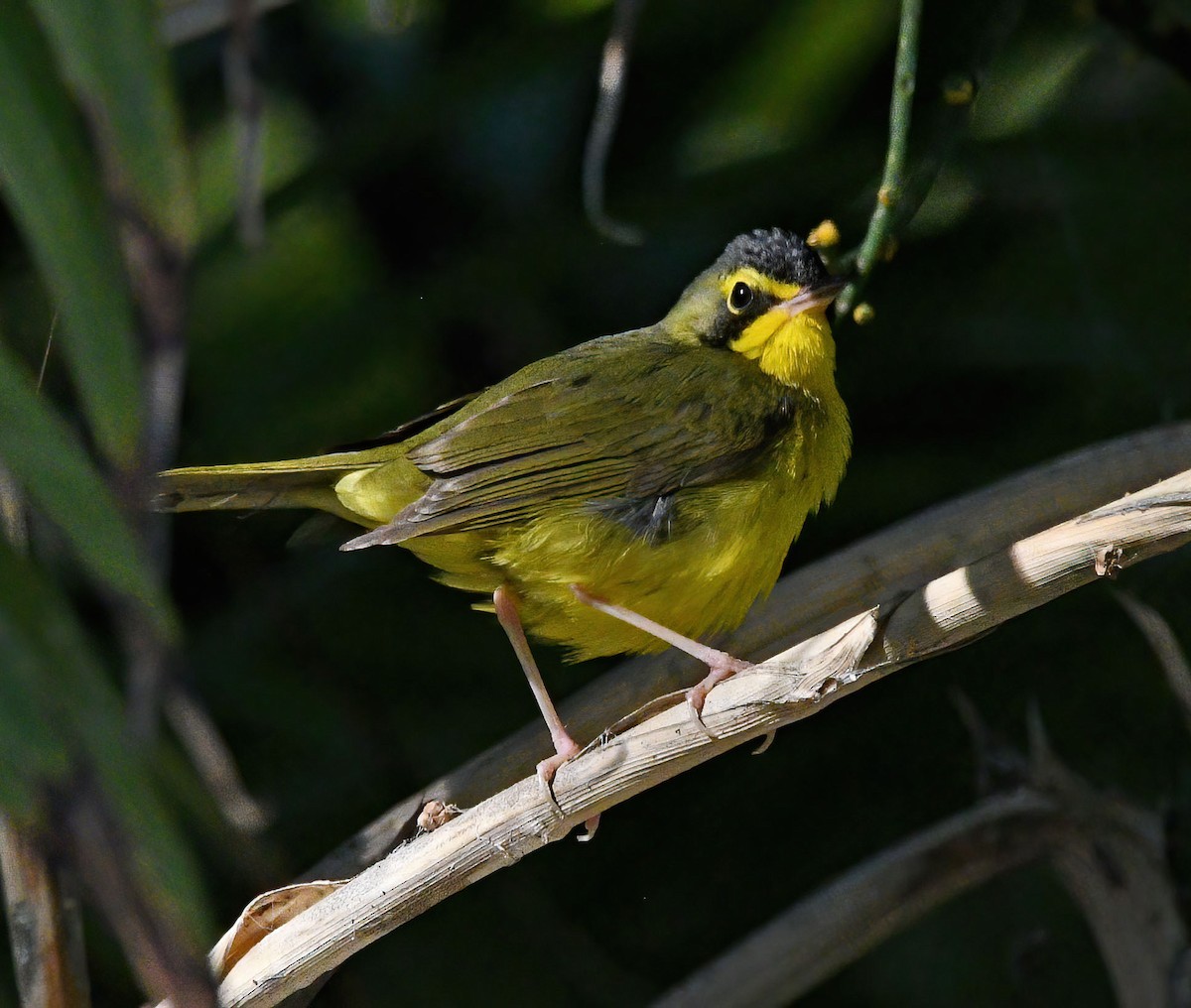 Kentucky Warbler - ML645979188