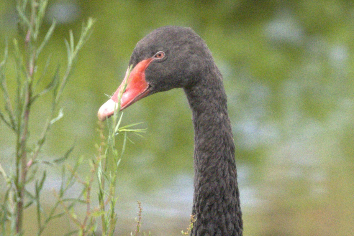 Black Swan - ML645979190