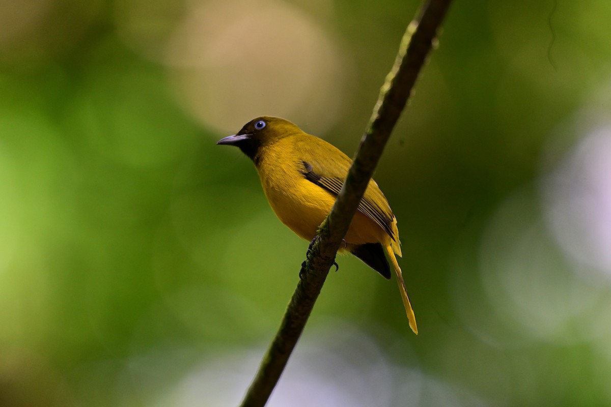 Andaman Bulbul - ML645979192