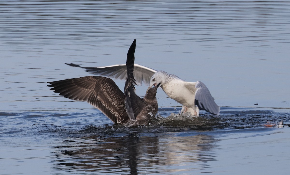 American Herring Gull - ML645979210