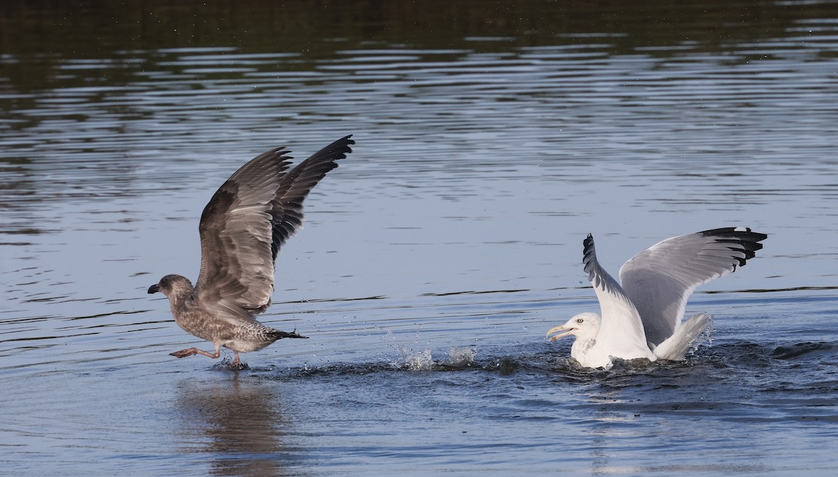 American Herring Gull - ML645979212