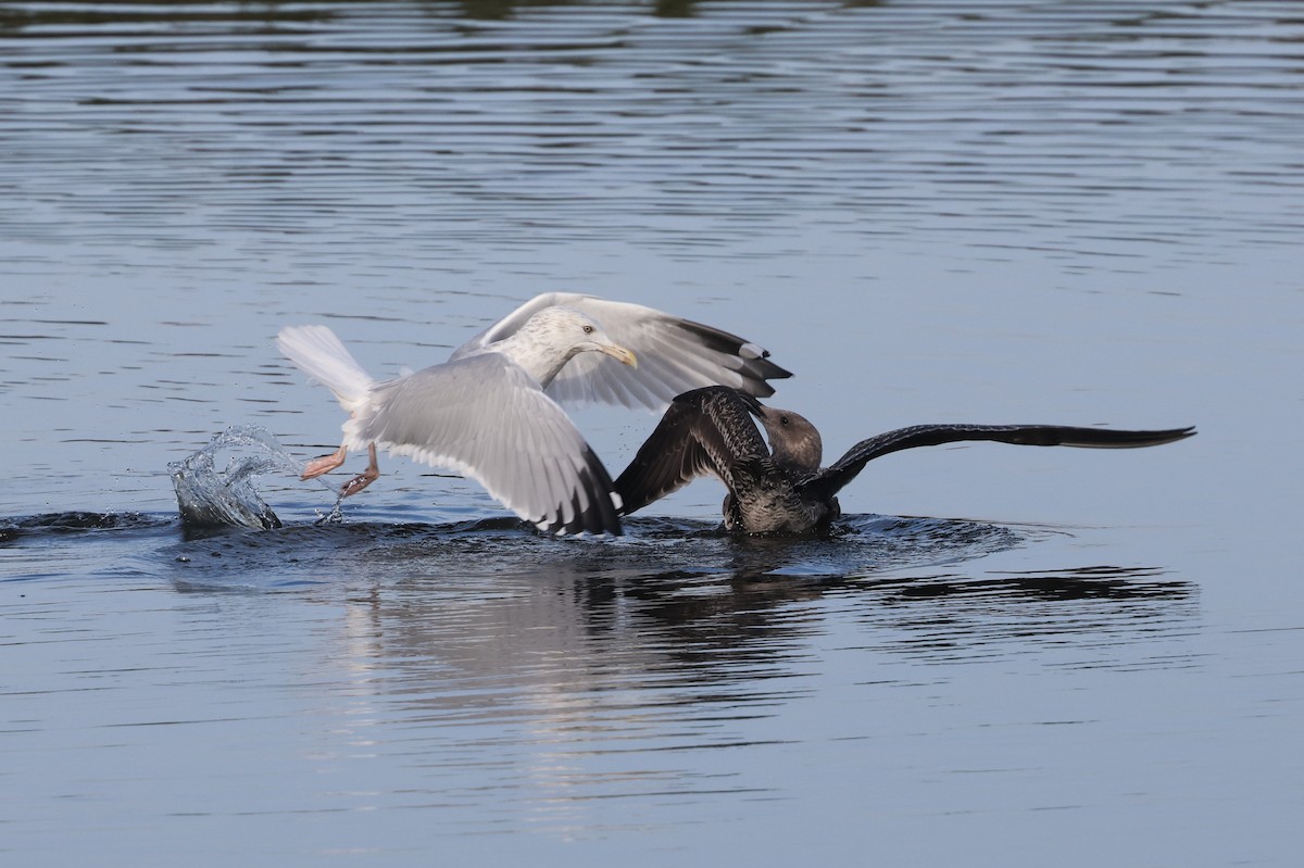 American Herring Gull - ML645979213