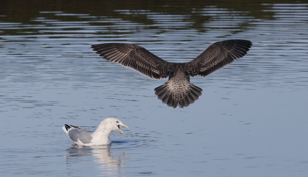 American Herring Gull - ML645979214