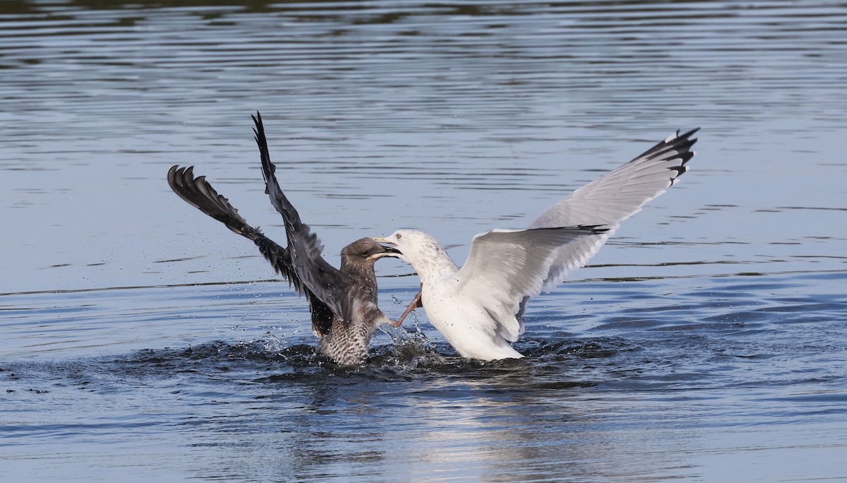 American Herring Gull - ML645979215