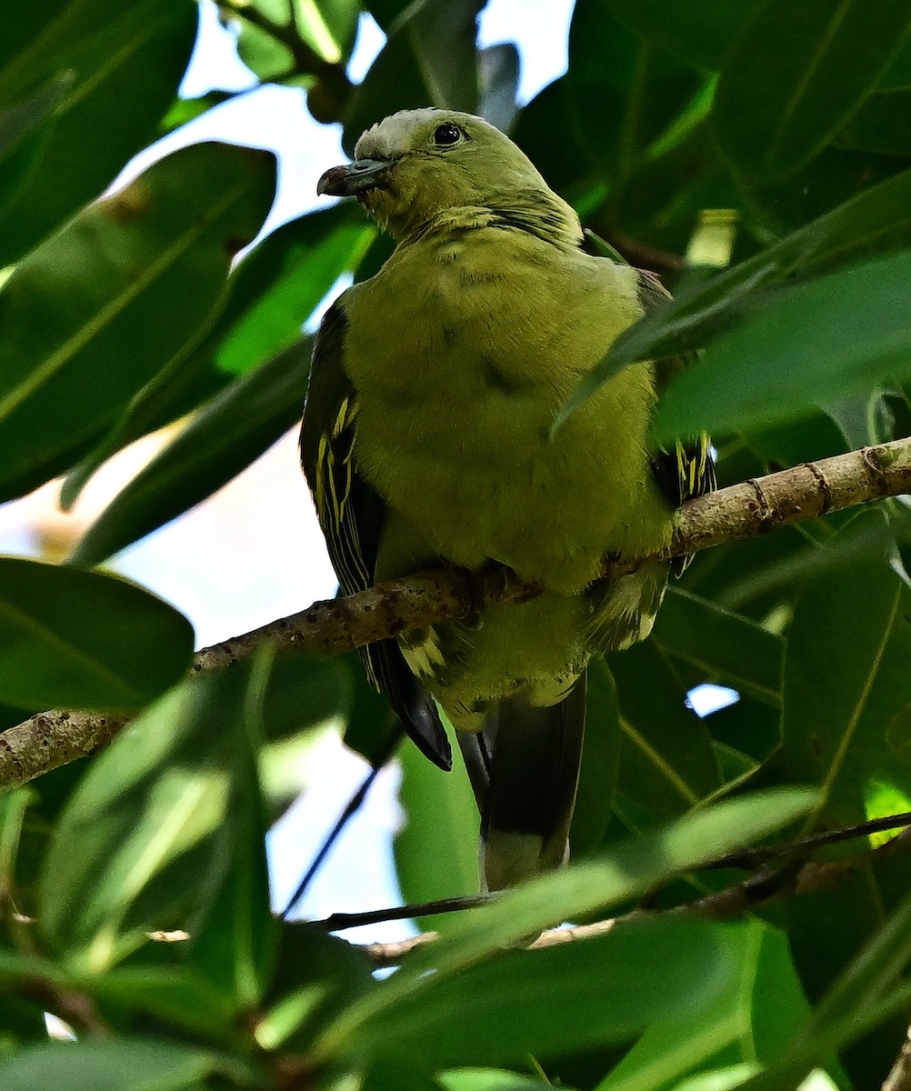 Colombar des Andaman - ML645979232