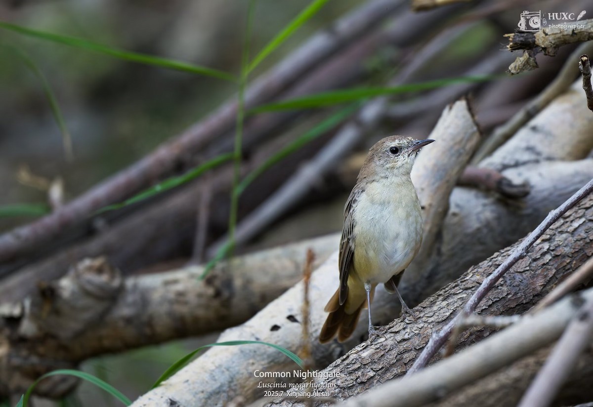 Common Nightingale - ML645979237