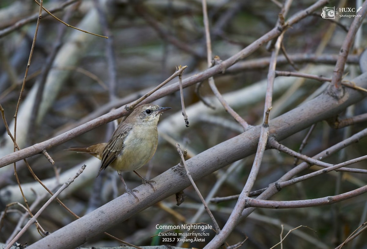 Common Nightingale - ML645979238