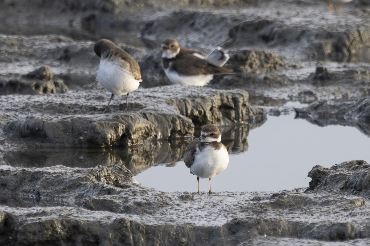 Semipalmated Plover - ML645979241
