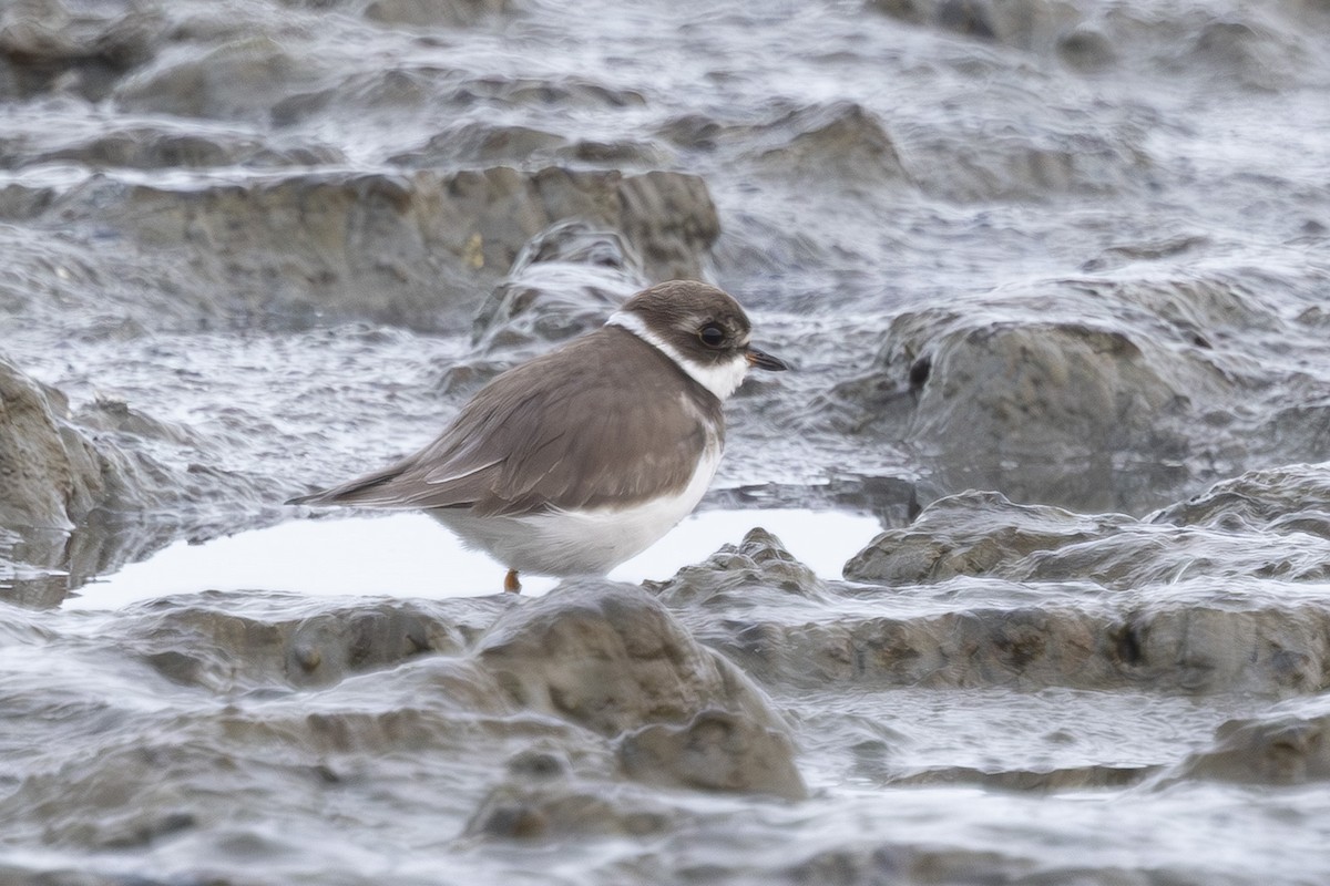Semipalmated Plover - ML645979242