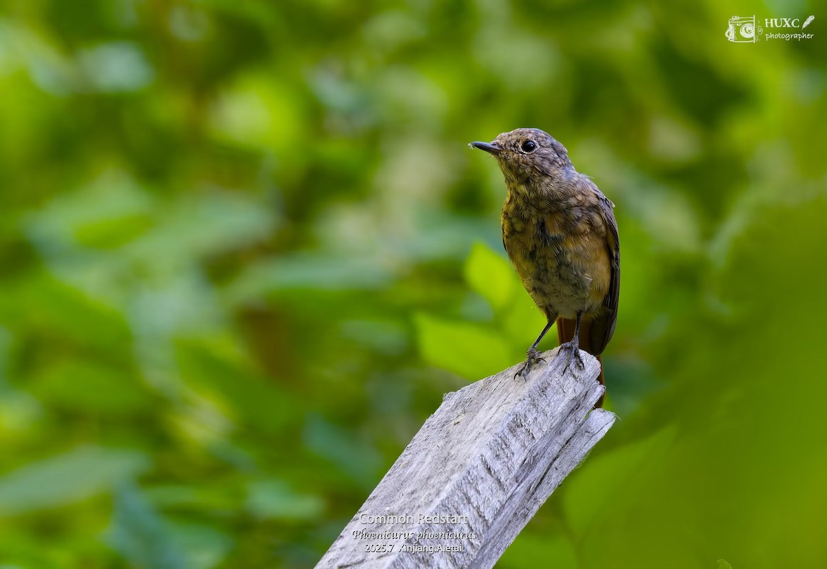 Common Redstart - ML645979244