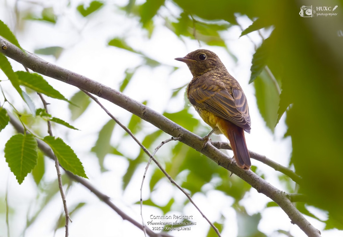 Common Redstart - ML645979245
