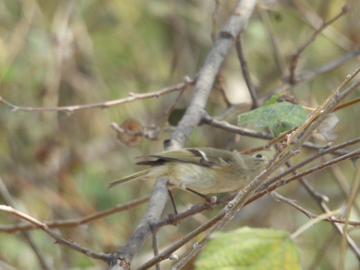 Ruby-crowned Kinglet - ML645979252