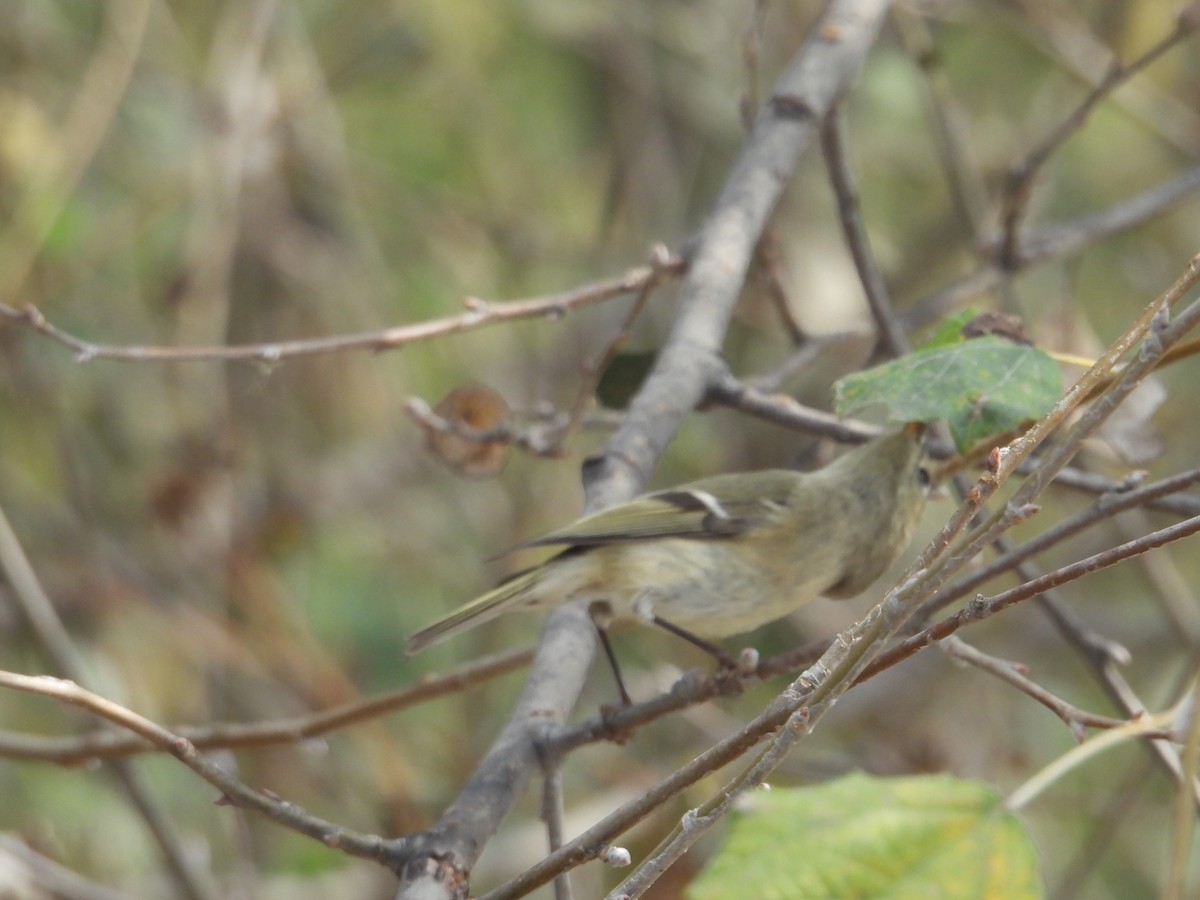 Ruby-crowned Kinglet - ML645979253