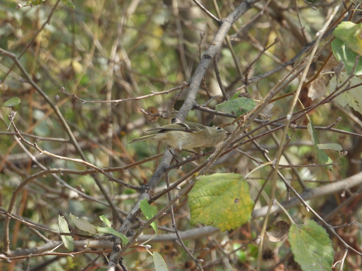 Ruby-crowned Kinglet - ML645979254