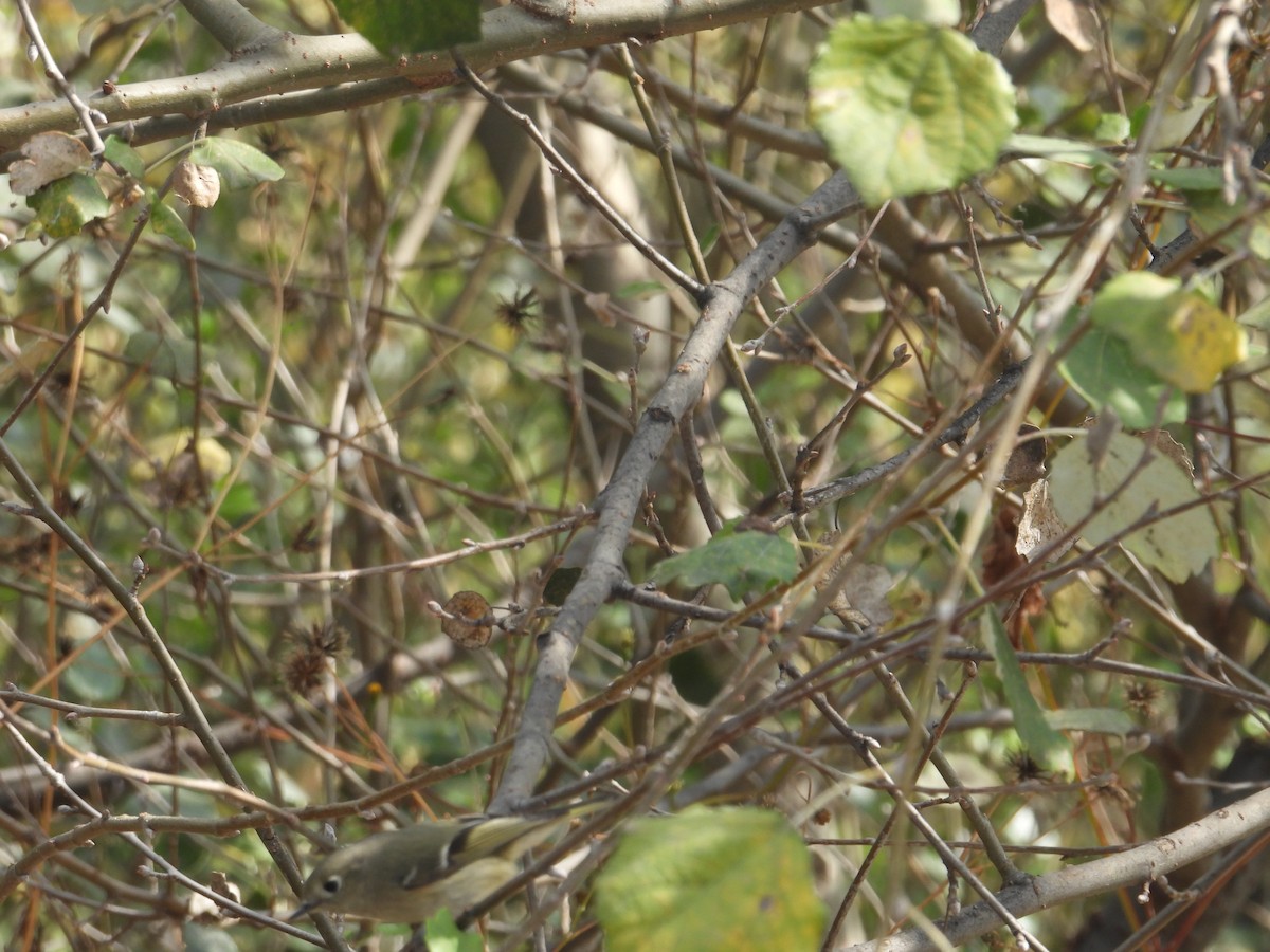 Ruby-crowned Kinglet - ML645979255
