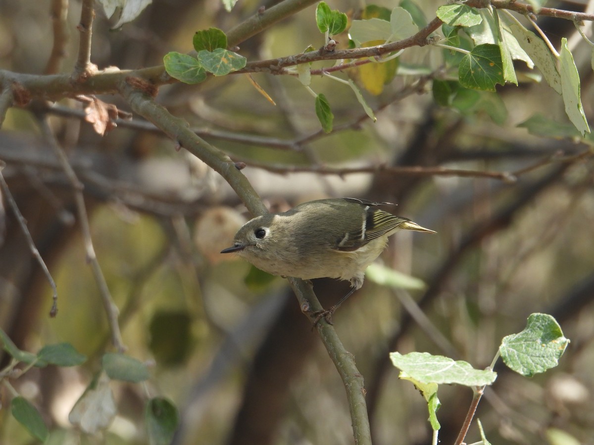 Ruby-crowned Kinglet - ML645979256