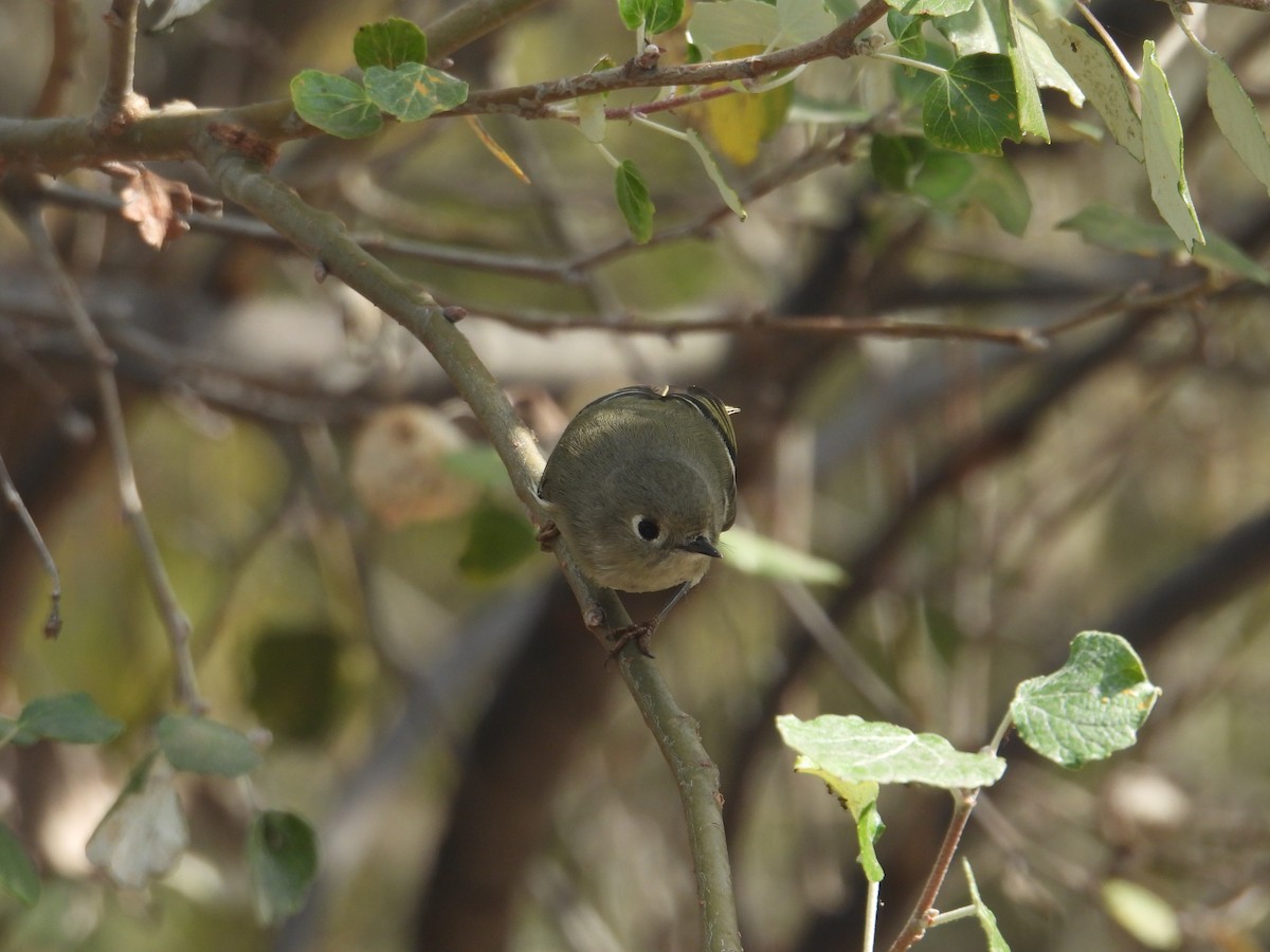 Ruby-crowned Kinglet - ML645979257