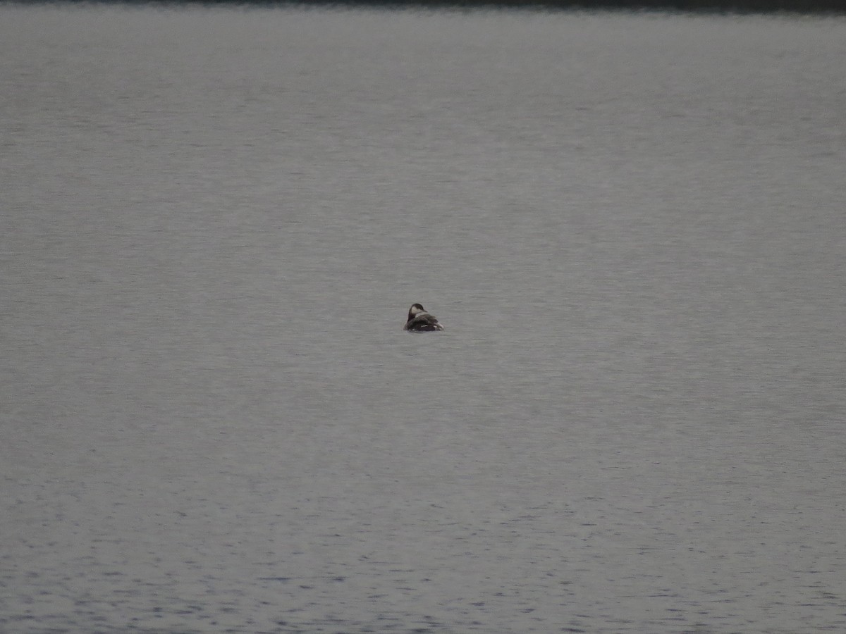 Txilinporta urrebelarria - ML645979276