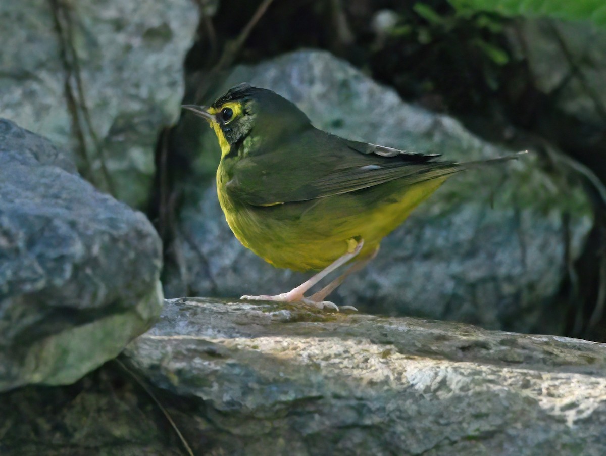 Kentucky Warbler - ML645979278