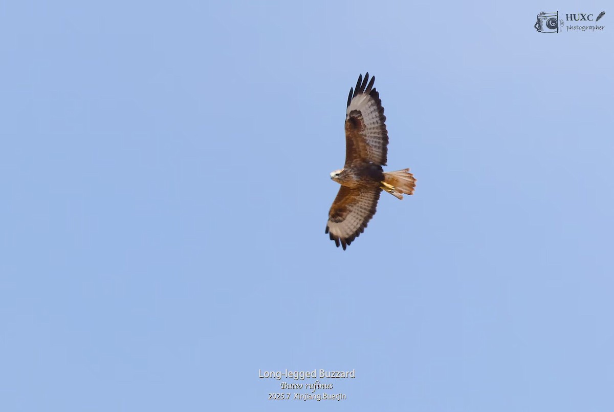 עקב עיטי - ML645979285